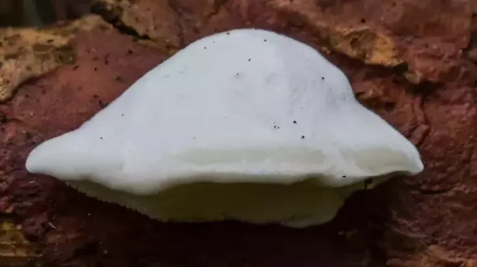 Bilim İnsanları Dünyanın En Acı Maddesini Keşfetti!