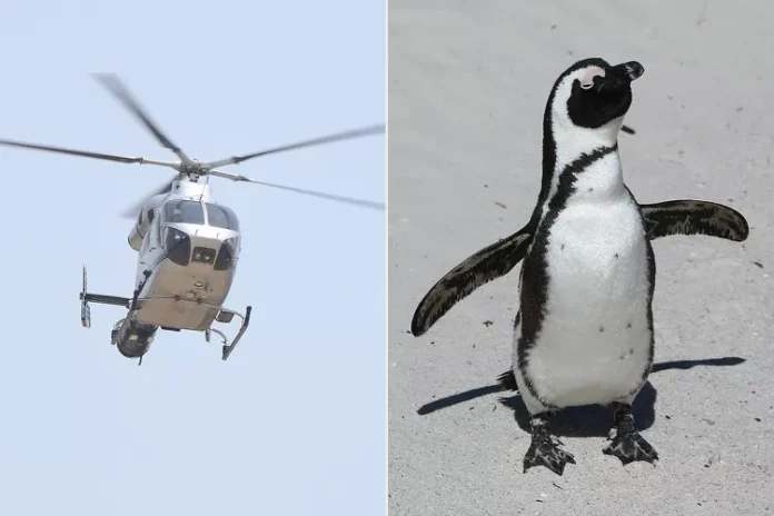 Emniyetsiz Penguen
